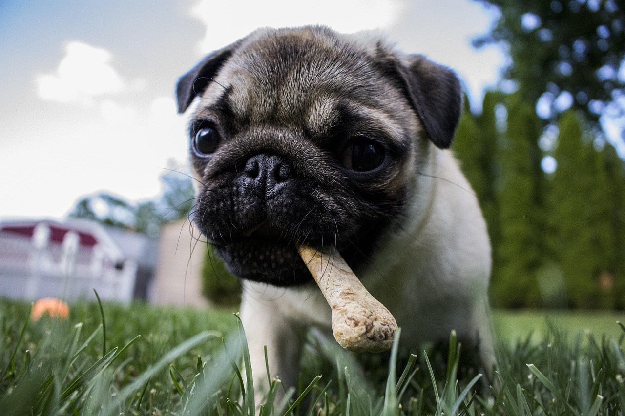 ユーカヌバの料金比較!高い?愛犬家に選ばれる理由と本音の口コミ